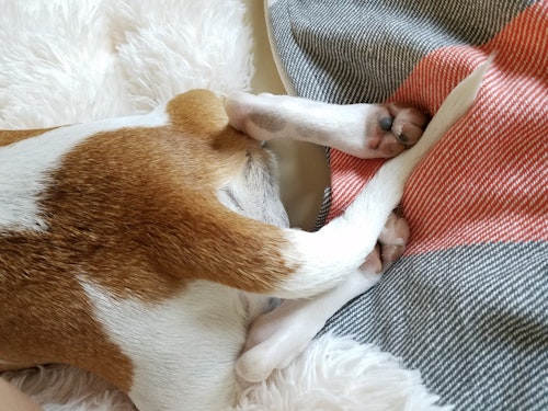 今では禁止の国も 犬のしっぽを切る習慣が生まれた4つの理由 シェリー ペットの幸せを一緒に考える 今では禁止の国も 犬のしっぽを切る習慣が生まれた4つの理由 シェリー ペットの幸せを一緒に考える