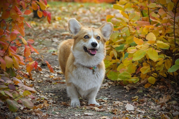 犬,しっぽ,切る,断尾,国,犬種,理由,歴史