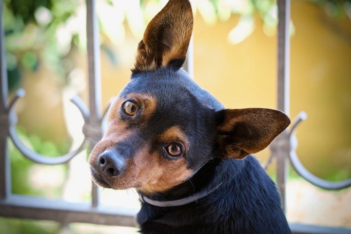 犬,しっぽ,切る,断尾,国,犬種,理由,歴史