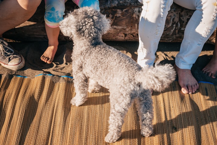 犬,しっぽ,切る,断尾,国,犬種,理由,歴史