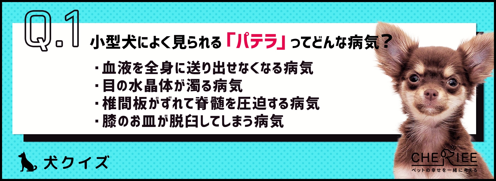 犬クイズ 小型犬は特に要注意 パテラってどんな病気 シェリー ペットの幸せを一緒に考える
