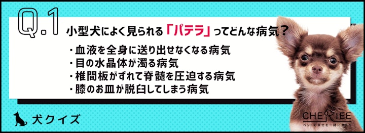 【犬クイズ】小型犬は特に要注意！パテラってどんな病気？のアイキャッチ画像