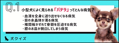クイズ ペットにお茶は飲ませていいの シェリー ペットの幸せを一緒に考える