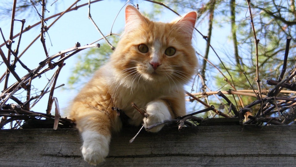 猫が脱走する理由とは?今からでも遅くない猫の脱走対策をご紹介