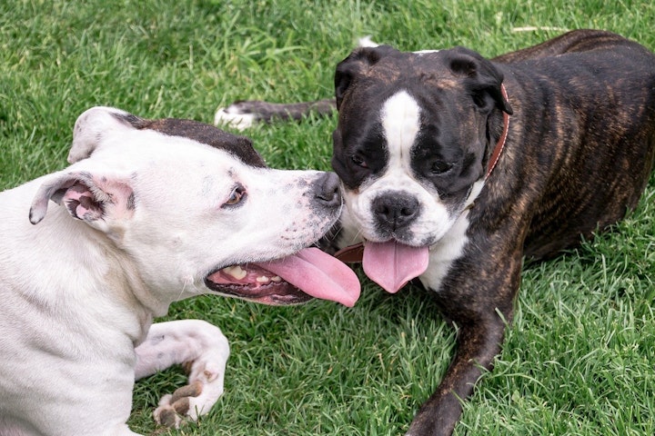 平熱は何度？犬の体温が高い理由を徹底解説 - CHERIEE あにまるマガジン