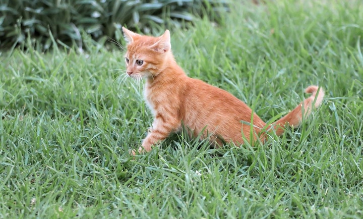 猫,ゴキブリ,退治,狩り