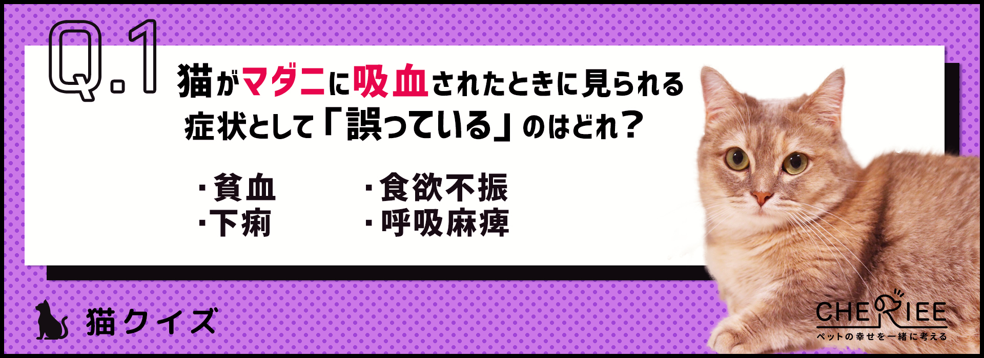 【猫クイズ】適切に予防しよう。猫に寄生するマダニとは？