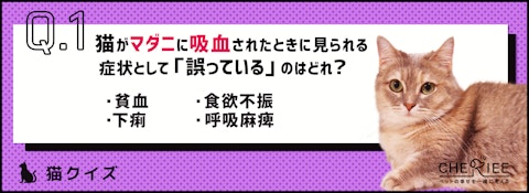 【猫クイズ】適切に予防しよう。猫に寄生するマダニとは？のアイキャッチ画像