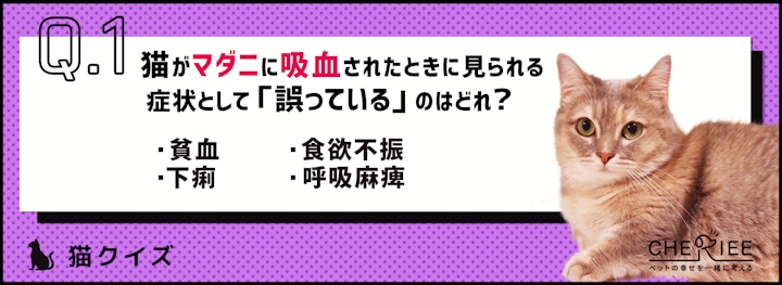 【猫クイズ】適切に予防しよう。猫に寄生するマダニとは？のアイキャッチ画像