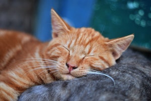 猫飼い家庭はハッカ油ng 精油がもたらす猫への危険とは シェリー ペットの幸せを一緒に考える 猫飼い家庭はハッカ油ng 精油がもたらす猫への危険とは シェリー ペットの幸せを一緒に考える