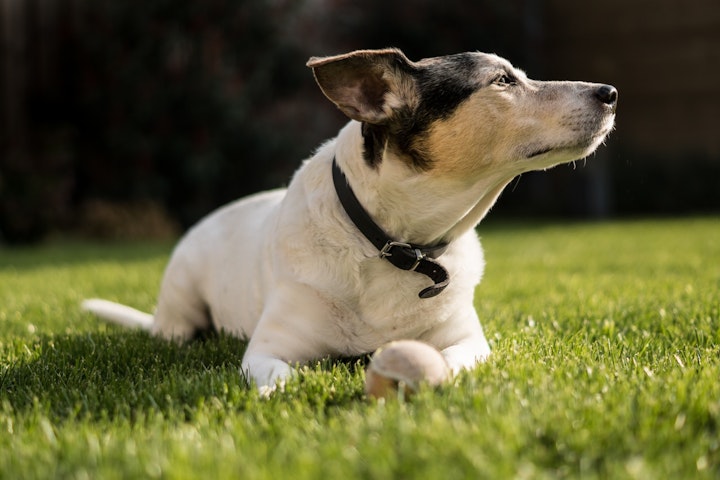 犬,金属アレルギー,症状,首輪,食器