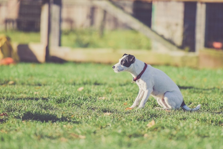 犬,金属アレルギー,症状,首輪,食器