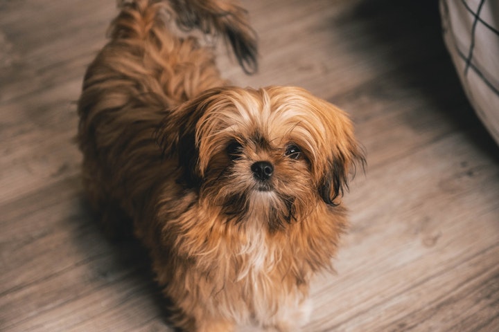 犬,金属アレルギー,症状,首輪,食器