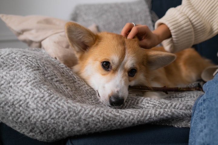 犬,金属アレルギー,症状,首輪,食器