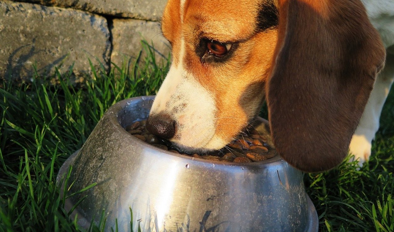 食器や首輪が原因に！犬の金属アレルギーの症状と対策