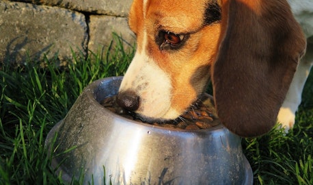 食器や首輪が原因に！犬の金属アレルギーの症状と対策のアイキャッチ画像