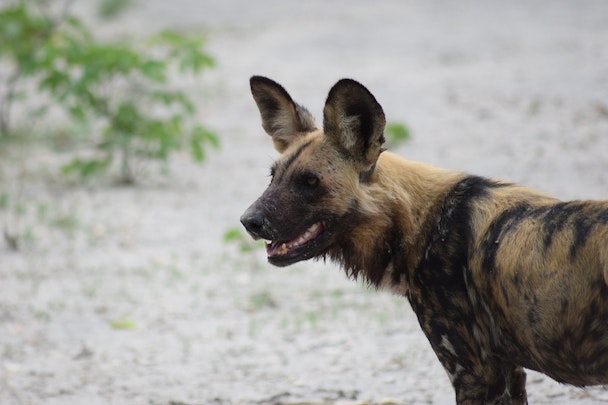 世界一民主的な野生の犬!?リカオンの「くしゃみ投票」とはのアイキャッチ画像