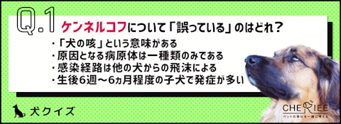 【犬クイズ】ケンネルコフってどんな病気?今一度確認しよう!のアイキャッチ画像