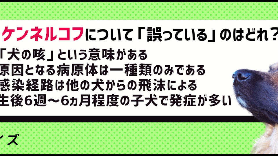 【犬クイズ】ケンネルコフってどんな病気?今一度確認しよう!