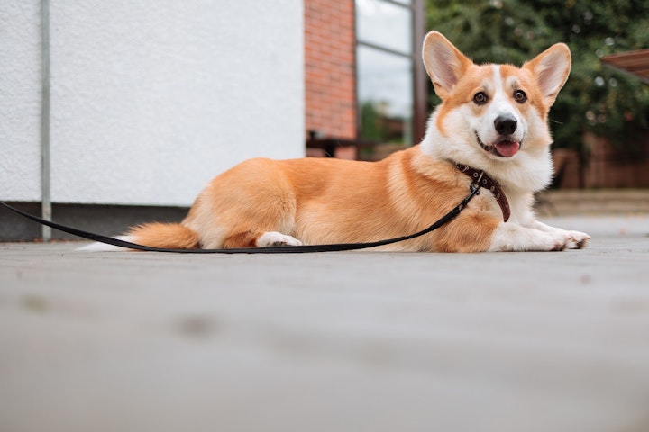 犬,フィラリア,薬,飲み忘れ