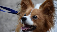 記事カテゴリ第5位