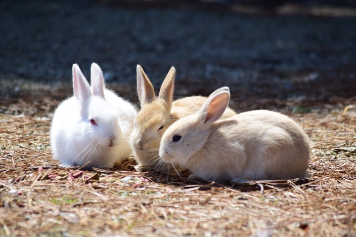 うさぎは寂しいと死ぬって本当？多頭飼いするときに注意することとは - CHERIEE あにまるマガジン