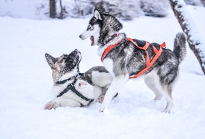 ワンプロって何 犬のじゃれ合いのメリットと注意点をご紹介 シェリー ペットの幸せを一緒に考える