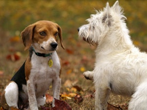 ワンプロって何 犬のじゃれ合いのメリットと注意点をご紹介 シェリー ペットの幸せを一緒に考える