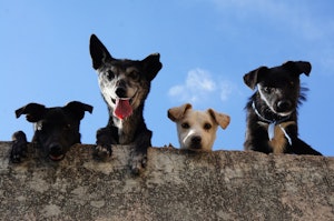 ワンプロって何 犬のじゃれ合いのメリットと注意点をご紹介 シェリー ペットの幸せを一緒に考える