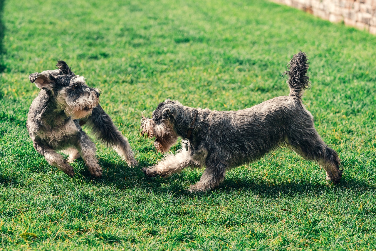 ワンプロって何 犬のじゃれ合いのメリットと注意点をご紹介 シェリー ペットの幸せを一緒に考える