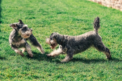 ワンプロって何？犬のじゃれ合いのメリットと注意点をご紹介のアイキャッチ画像