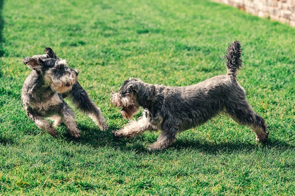 ワンプロって何？犬のじゃれ合いのメリットと注意点をご紹介のアイキャッチ画像