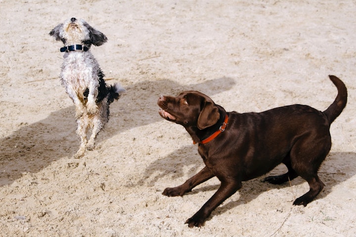 犬,ワンプロ,じゃれ合い,メリット,注意点