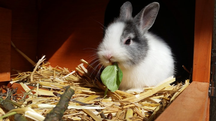 うさぎ,寂しい,死ぬ,突然死,絶食,脂肪肝,多頭飼い,相性,縄張り,