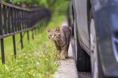 猫が交通事故に遭いやすい３つの理由と予防法。事故の対処法もご紹介のアイキャッチ画像