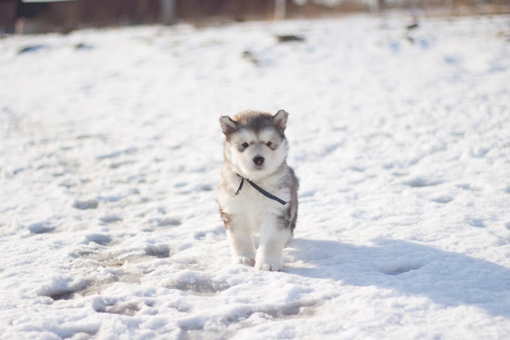 犬,寒さ,強い,弱い