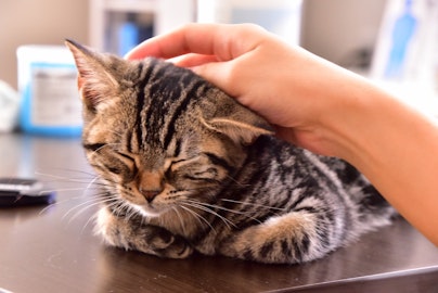 骨折治療に効果も!?猫がゴロゴロと喉を鳴らす4つの理由のアイキャッチ画像