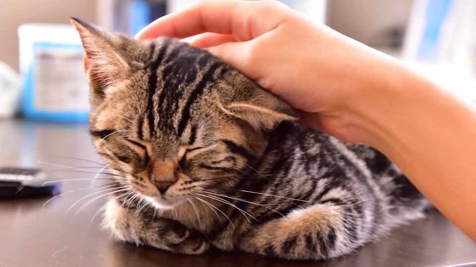 骨折治療に効果も!?猫がゴロゴロと喉を鳴らす4つの理由