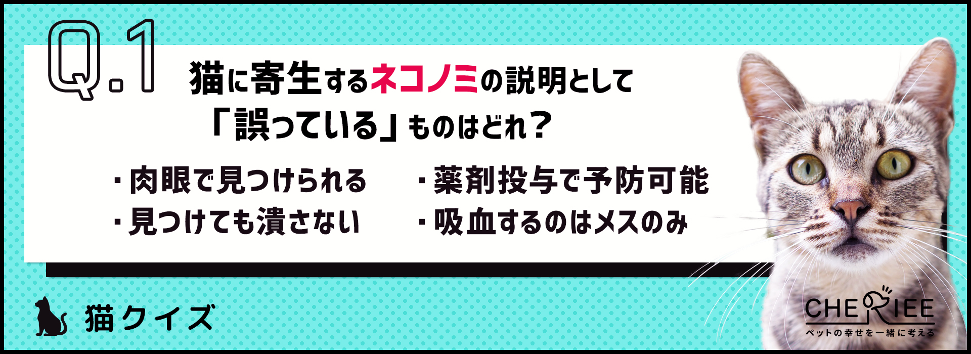 【クイズ】定期的に予防を！猫に寄生するノミとは？