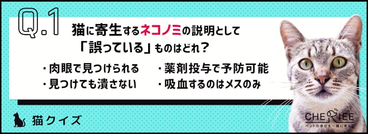 【クイズ】定期的に予防を！猫に寄生するノミとは？のアイキャッチ画像