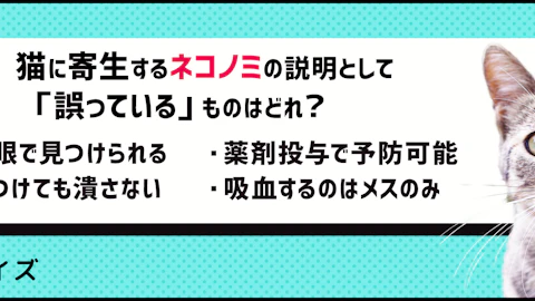 【クイズ】定期的に予防を!猫に寄生するノミとは?のアイキャッチ画像