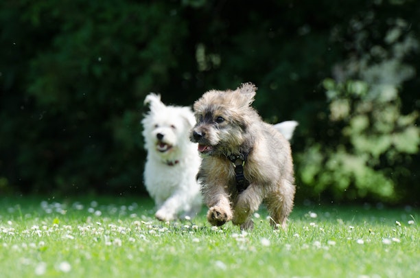 【犬編】ワクチン・駆虫薬で予防できる病気と、その他の病気の予防法のアイキャッチ画像