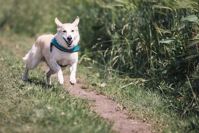 犬,ワクチン,予防薬,病気,寄生虫