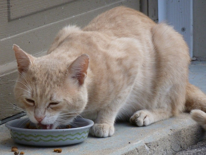 猫,味覚,弱い,甘味,嗅覚,グルメ