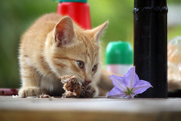 猫は甘味を感じない？猫の食いつきをよくする裏ワザもご紹介！のアイキャッチ画像