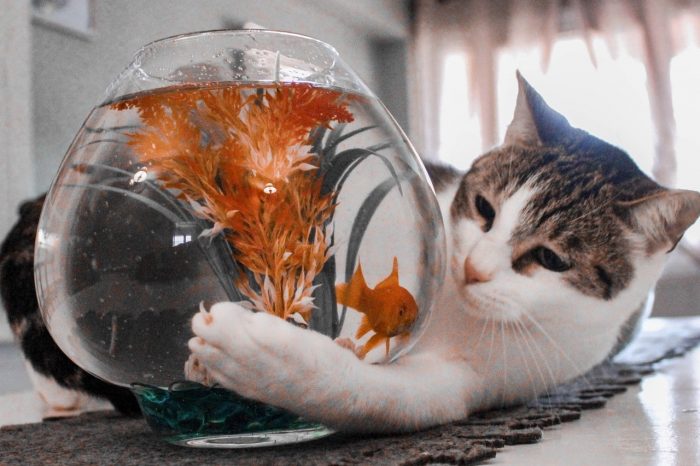 猫,金魚,同居
