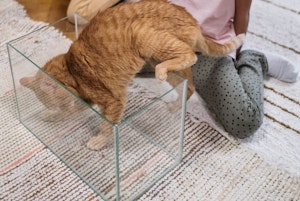 猫と金魚 熱帯魚は一緒に飼えるの 同居の際のポイントをご紹介 シェリー ペットの幸せを一緒に考える 猫と金魚 熱帯魚は一緒に飼えるの 同居の際のポイントをご紹介 シェリー ペットの幸せを一緒に考える