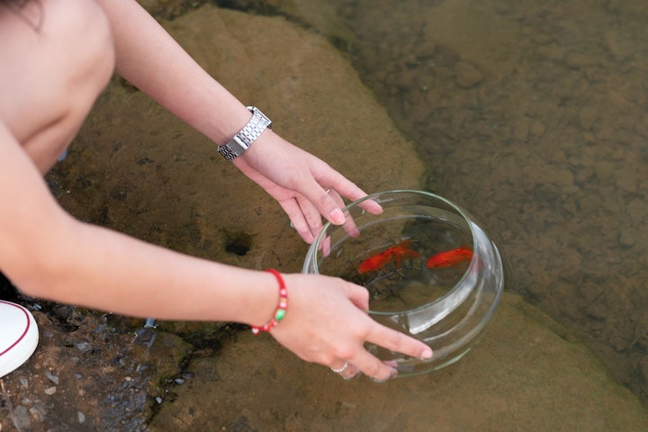 猫,金魚,同居