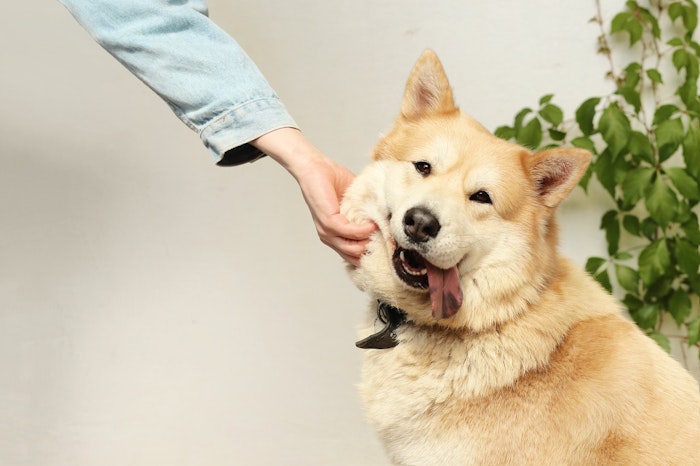 犬にゆずはng ゆず風呂に浸かるのもよくない理由とは シェリー 爽やかな香りで料理に彩りを与えてくれる ｄメニューニュース Nttドコモ