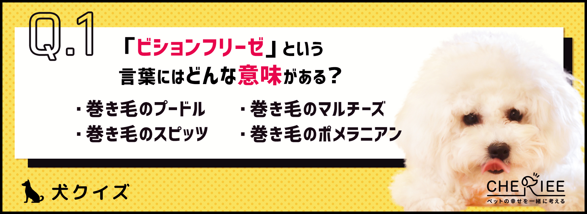 【犬種クイズ】真っ白でふわふわ！人気上昇中のビションフリーゼとは